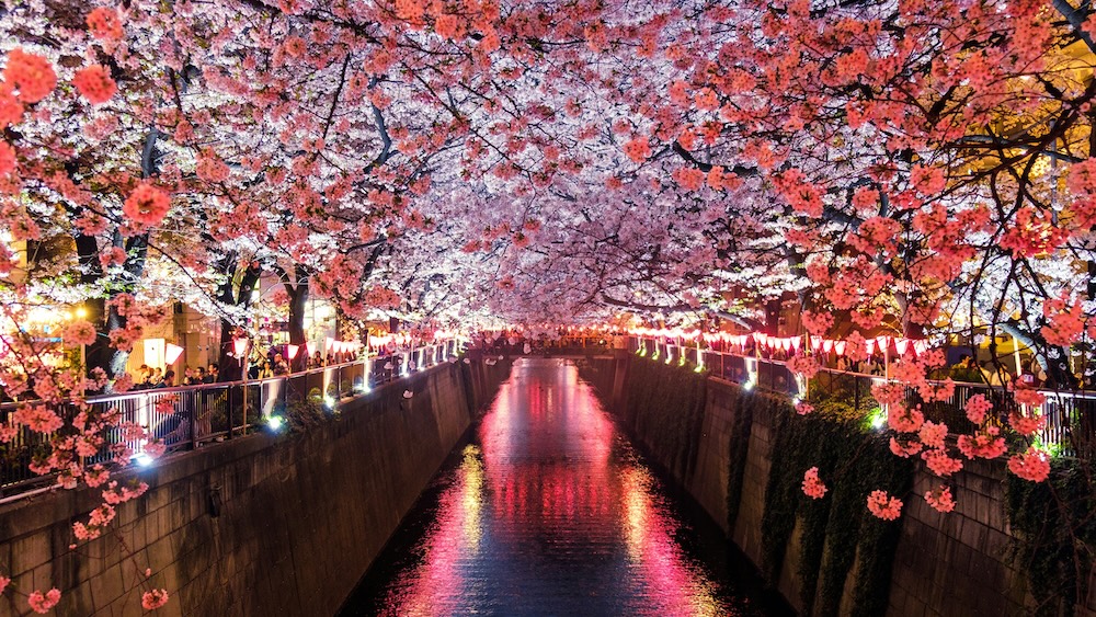 Japanese cherry blossom trees