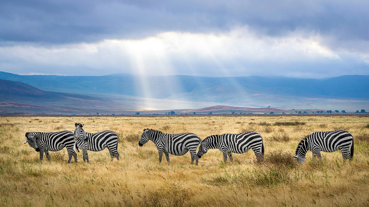 Zebras