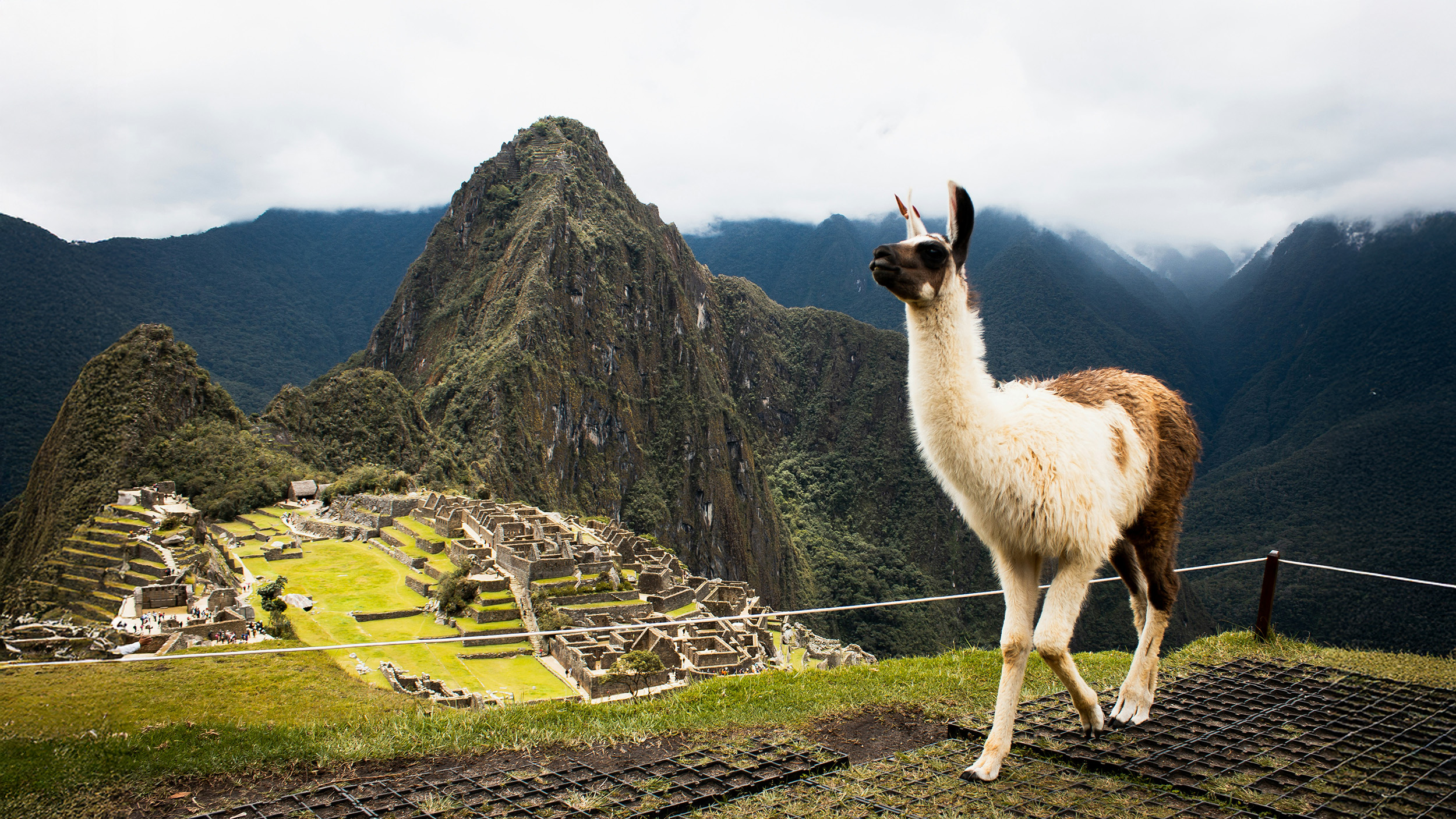 A llama standing near the ancient Incan ruins of Machu Picchu in Peru, with green terraces and the Andes Mountains in the background under a cloudy sky.