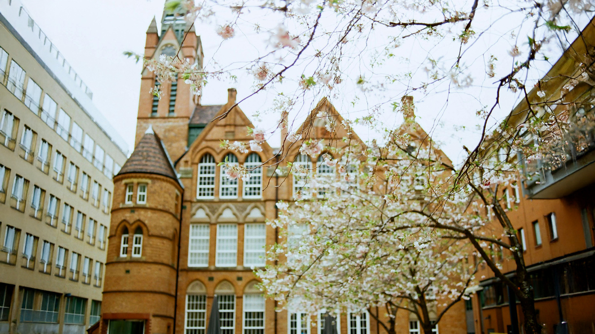 Cherry blossom branches in full bloom framing a historic red-brick building with arched windows and a clocktower in Birmingham, England.