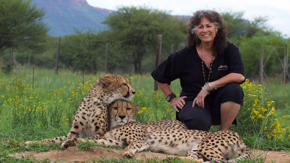Dr. Laurie Marker with cheetahs at Cheetah Conservation Fund in Namibia